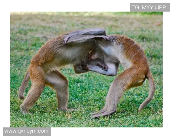 猴子7分钟辉耀比赛-主题，猴子的赛讯梦启之行实战演练，猴子辉耀比赛纪实-猴子7分钟辉耀比赛